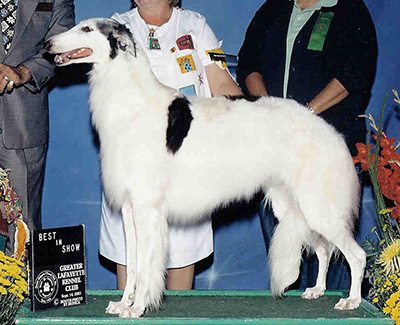 Top Conformation Borzoi 2004
